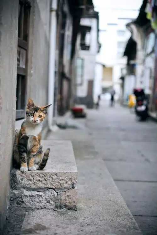 蹲守在家门口等人归家.