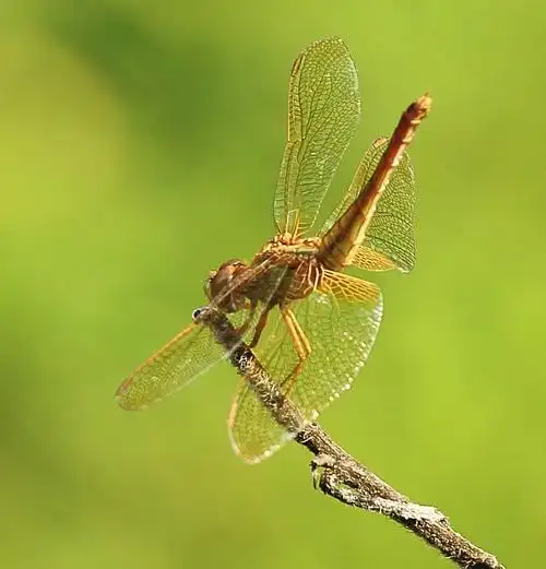 【乡坝拍蜻蜓(1)潼南摄影图片】生态摄影_太平洋电脑网摄影部落