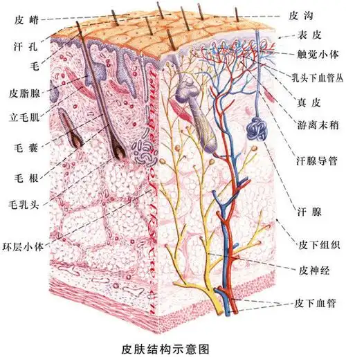 皮肤结构示意图