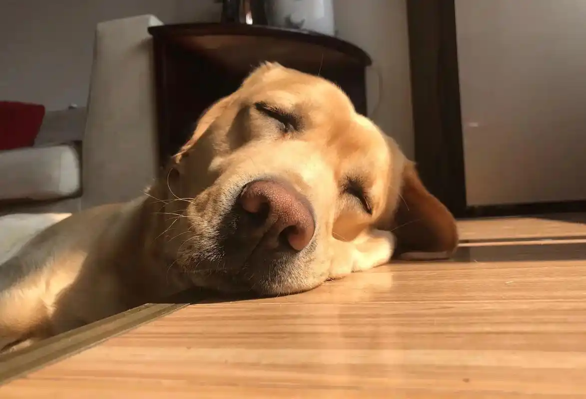 狗狗半年前确诊脑肿瘤,分享下治疗经历吧 那天下班回来,我发现 - 抖音