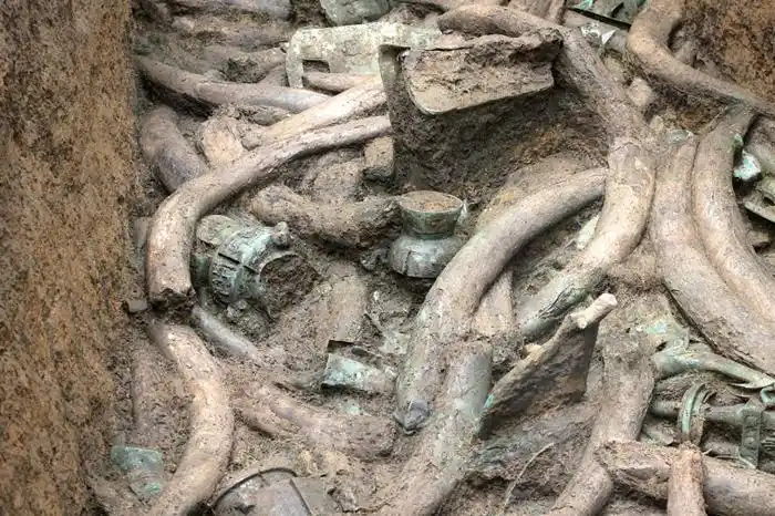 三星堆遗址新出土的象牙.