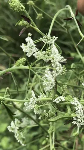认识【白花莲】的主要功效