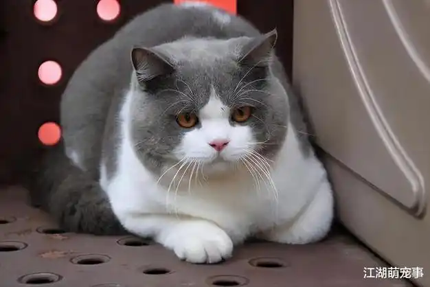 安静|英国短毛猫_网易订阅