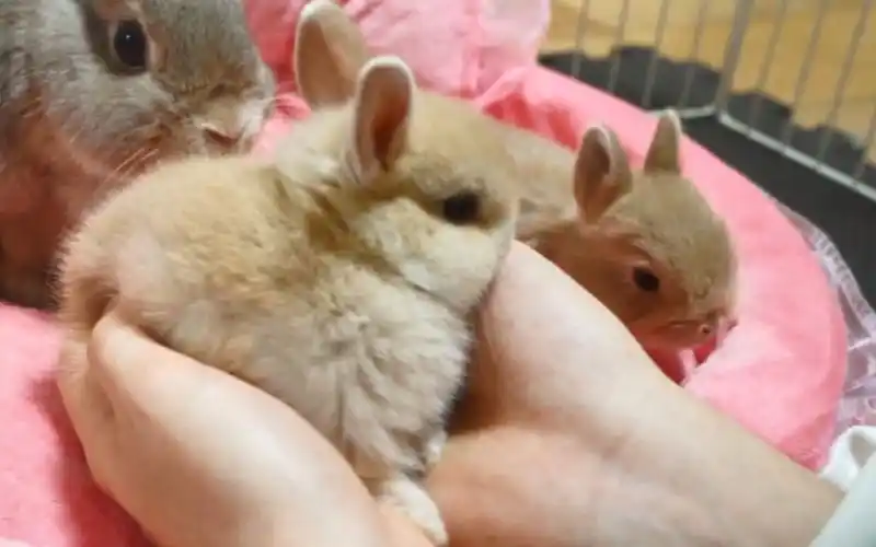 出生24天的兔宝宝