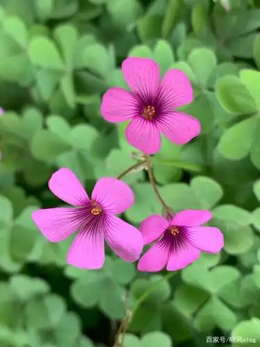 驻马店天中广场的四叶草花海真美!