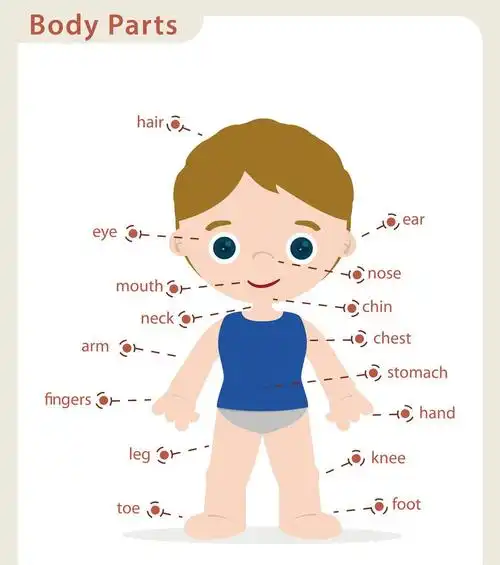 身材各部位用英文怎么说?简称