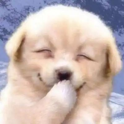 呆萌可爱小动物头像图片,可爱小动物各种萌图_动物头像_头像屋