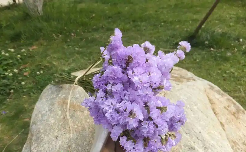 勿忘我清新紫色