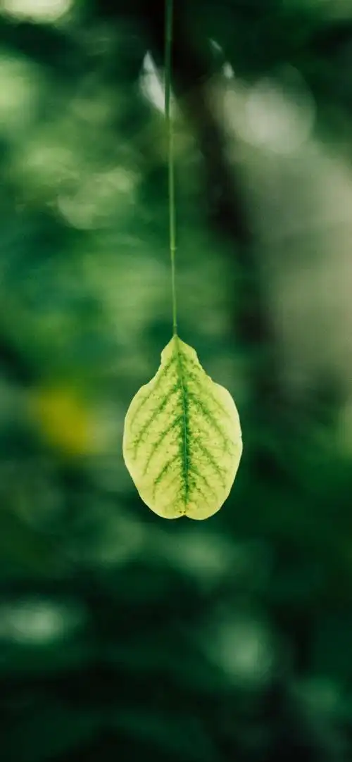 手机壁纸##高清壁纸