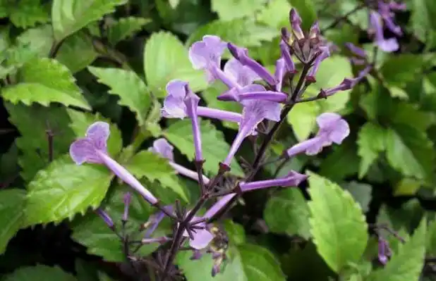 香茶菜的别名香茶菜图片及功效香茶菜的功效与副作用香茶菜的功效香茶