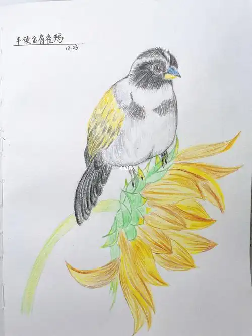 彩铅花鸟半领金肩雀鹀