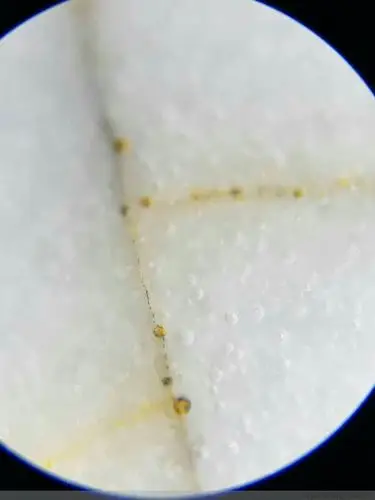 其它 主页:《微鉴》移动互联网 公司网上博物馆 写美篇北宋哥窑月白釉