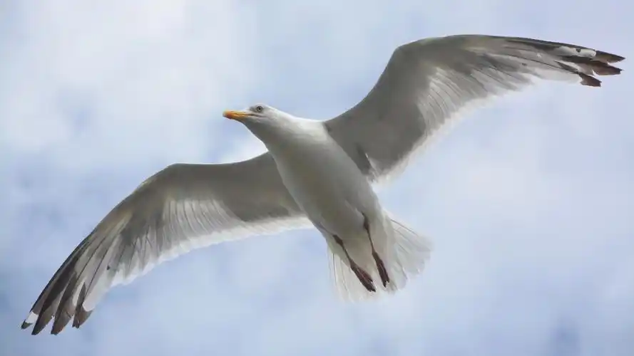 飞翔的海鸥图片大全-动物壁纸 - 壁纸家