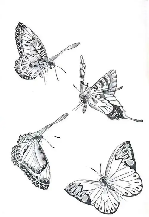 蝴蝶白描