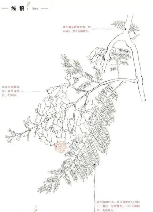 蓝花楹植物彩铅素描绘画图文教程-3