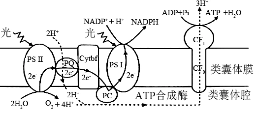 下图为类囊体薄膜上发生的光反应示意图psi和psii分别是光系统i和光
