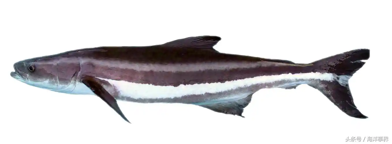 日本白姑鱼,大白姑鱼)鮸(青鲈鮸,鮸仔,敏魚)褐毛鲿(赤嘴鮸,赤嘴鳘)黄