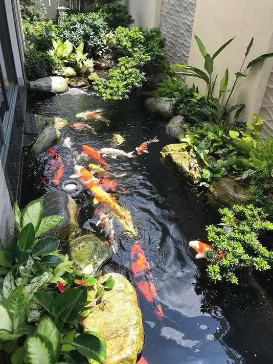 后花园景观鱼池设计(风水鱼池设计效果图)