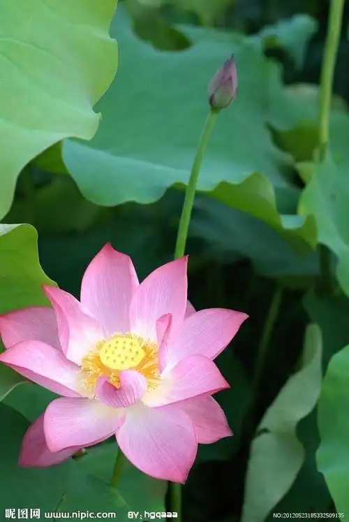 荷花图片专题,荷花下载_昵图网nipic.com