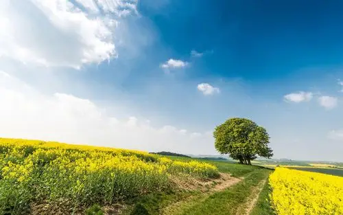 超清护眼绿色植物,高清图片,电脑桌面-壁纸族