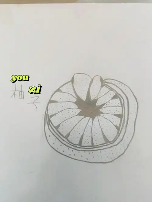 简笔画柚子