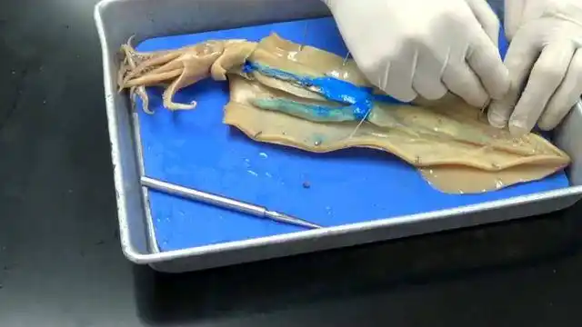 解剖一只鱿鱼!肚子里的蓝色东西是什么?