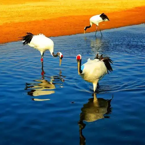 为什么要建国家公园?