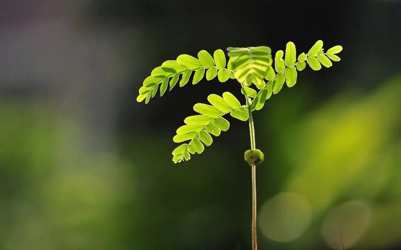 小清新植物嫩芽图片桌面壁纸
