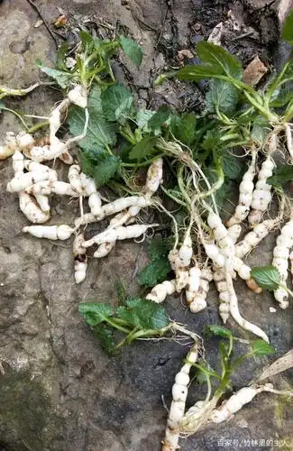 农村这种植物样子很特别,长得像蚕虫,叫地蚕草,白冬虫草