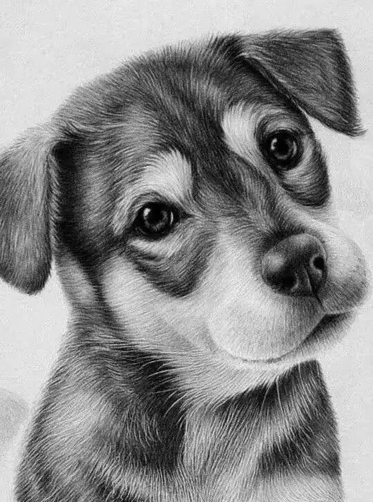 栩栩如生铅笔画狗狗集锦
