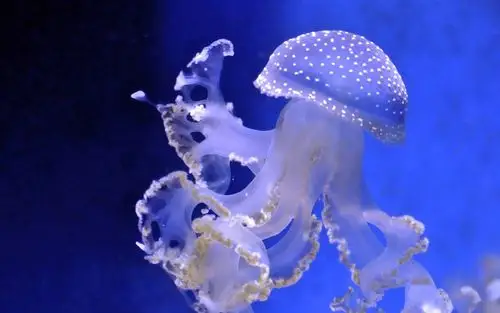 梦幻蓝色海底世界高清水母唯美桌面壁纸第二辑