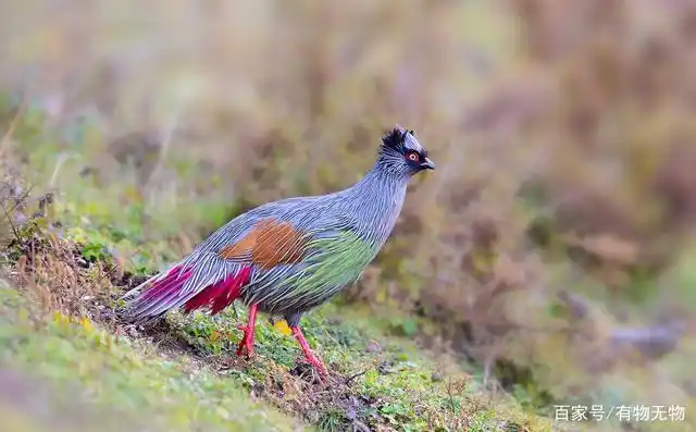 血雉,国家二级保护动物
