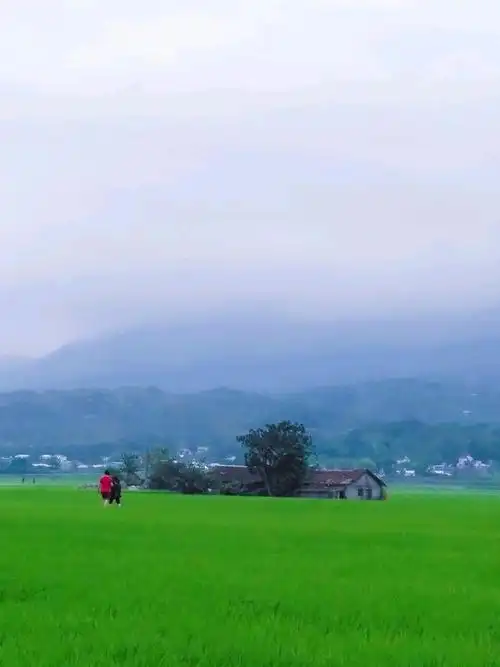 人在旅途:池上的稻田四季