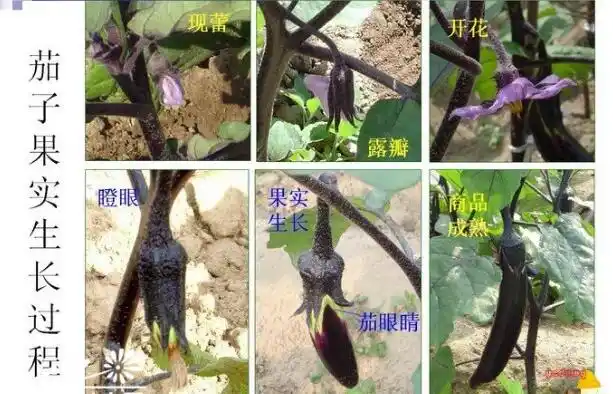 茄子生长过程