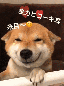 每天面对这样一张柴犬宝宝的脸时,和治愈的笑容著称