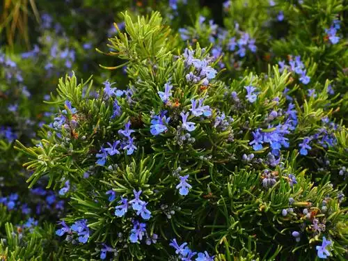 rosemary,flowers,blue,violet,rosmarinus officinalis,rosmarinus