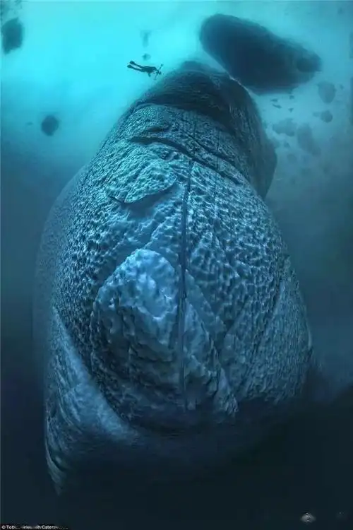 25张让人触发海洋恐惧症的惊悚照片看完了再也不敢下水了