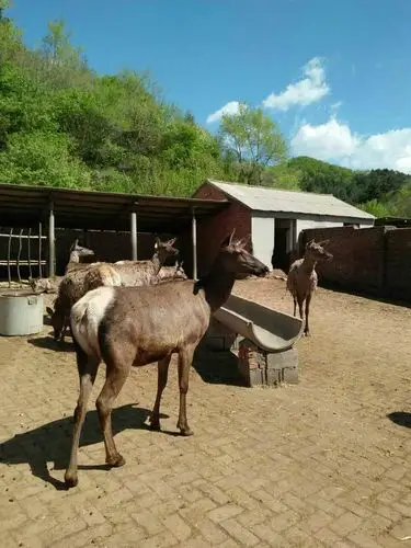 马鹿王.王英林.欢迎鹿业同仁光临指导.