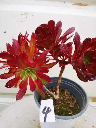 多肉植物 法师 红覆伦锦 红锦 阴阳 红颜 变异水墨画 一物一拍