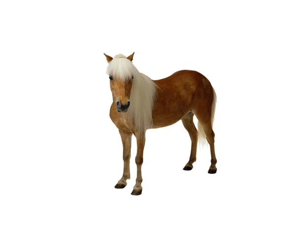 【png免抠*素材】png马透明素材【2】 - 佳人有约飞飞 - 网易博客素材