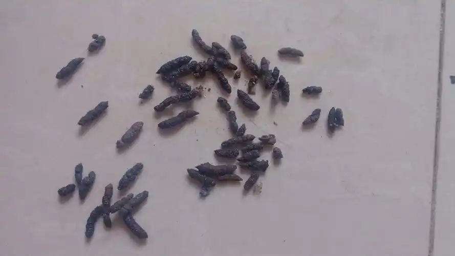 请问这是老鼠屎吗