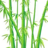 竹子头像唯美图片大全_微信头像图片大全