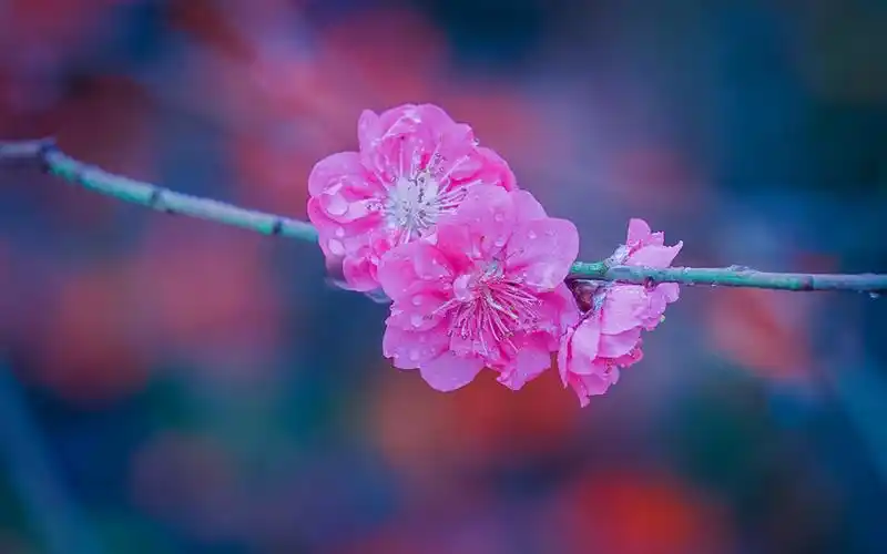 唯美好看的粉色桃花图片电脑壁纸