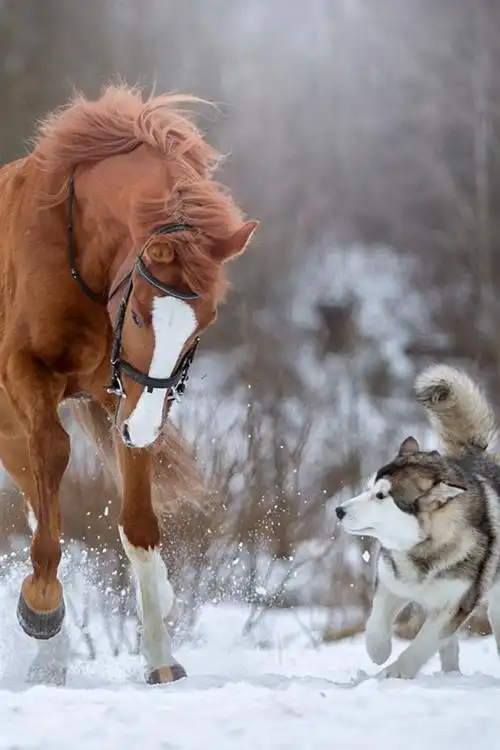 马和狗在雪中奔跑