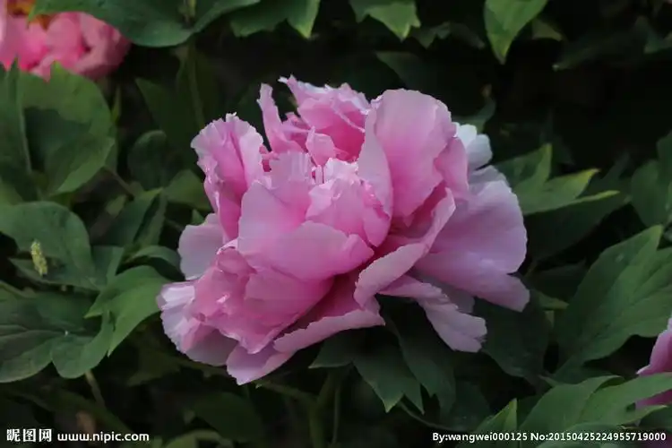 大牡丹摄影图__花草_生物世界_摄影图库_昵图网nipic.com