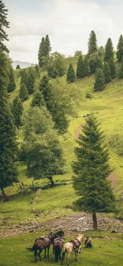 绿色护眼草原风景手机壁纸,自然风景-可爱美图