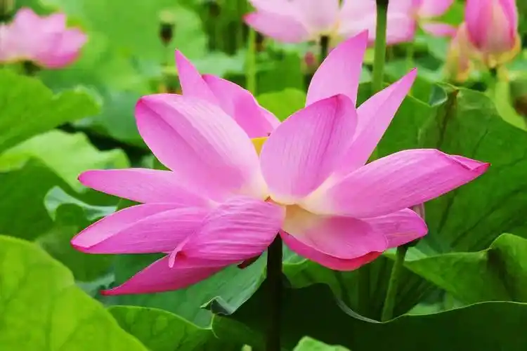 七月,又到了荷花盛开的时节.