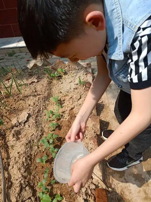 奶奶种的黄瓜,我来给它们浇水