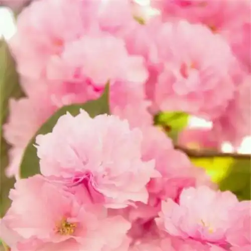 美丽鲜花头像图片大全 高清好看的唯美意境花朵微信头像_植物头像