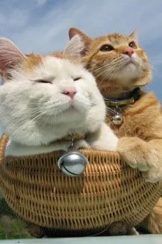 超可爱两只小猫咪调皮捣蛋呆萌宠物手机壁纸